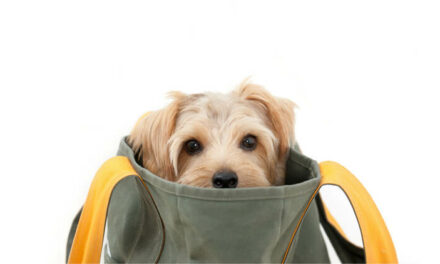 Spoil Your Pet with These Perfect Products & Accessories