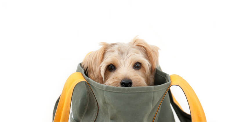 Pet_Accessories_Supplies